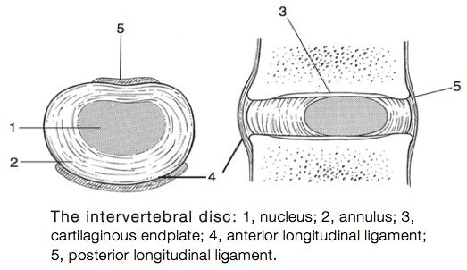 Basic anatomy of a disc