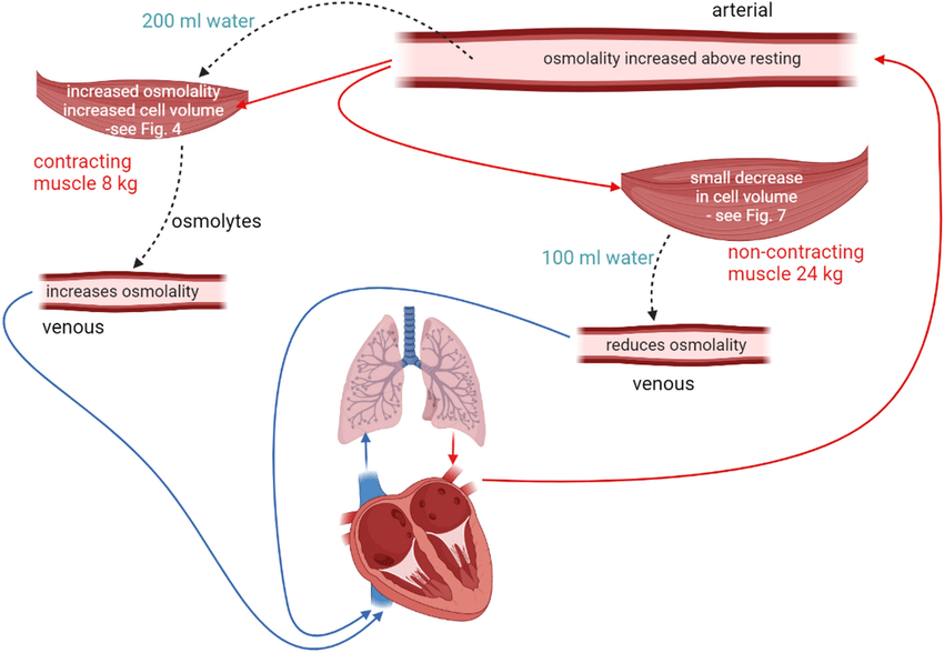 Conceptual flow diagram showing the main causes of net water movements during leg exercise